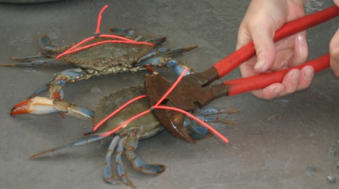 Scientists attaching a tag to an adult female Blue Crab (Callinectes sapidus) for a tracking study.
