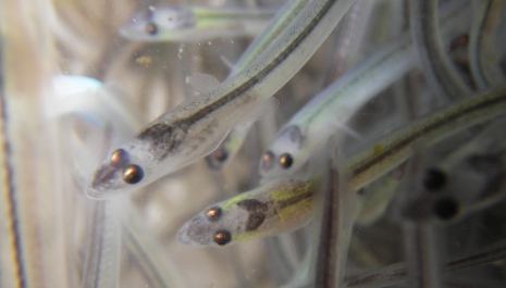 Glass stage American Eels