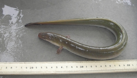 A yellow stage American Eel 