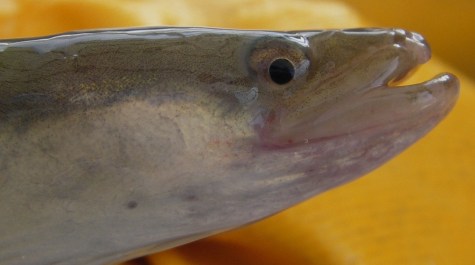 An American Eel head