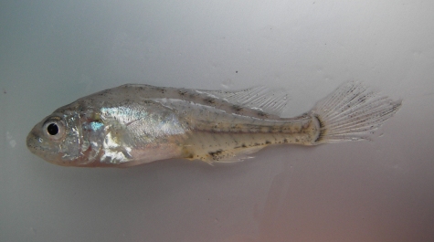 A larval stage Atlantic Croaker