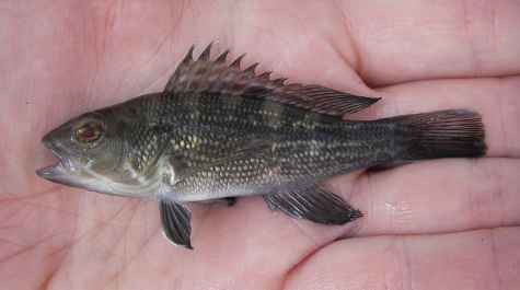 A juvenile Black Sea Bass