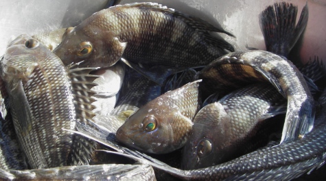 A pile of Black Sea Bass in a sorting pan