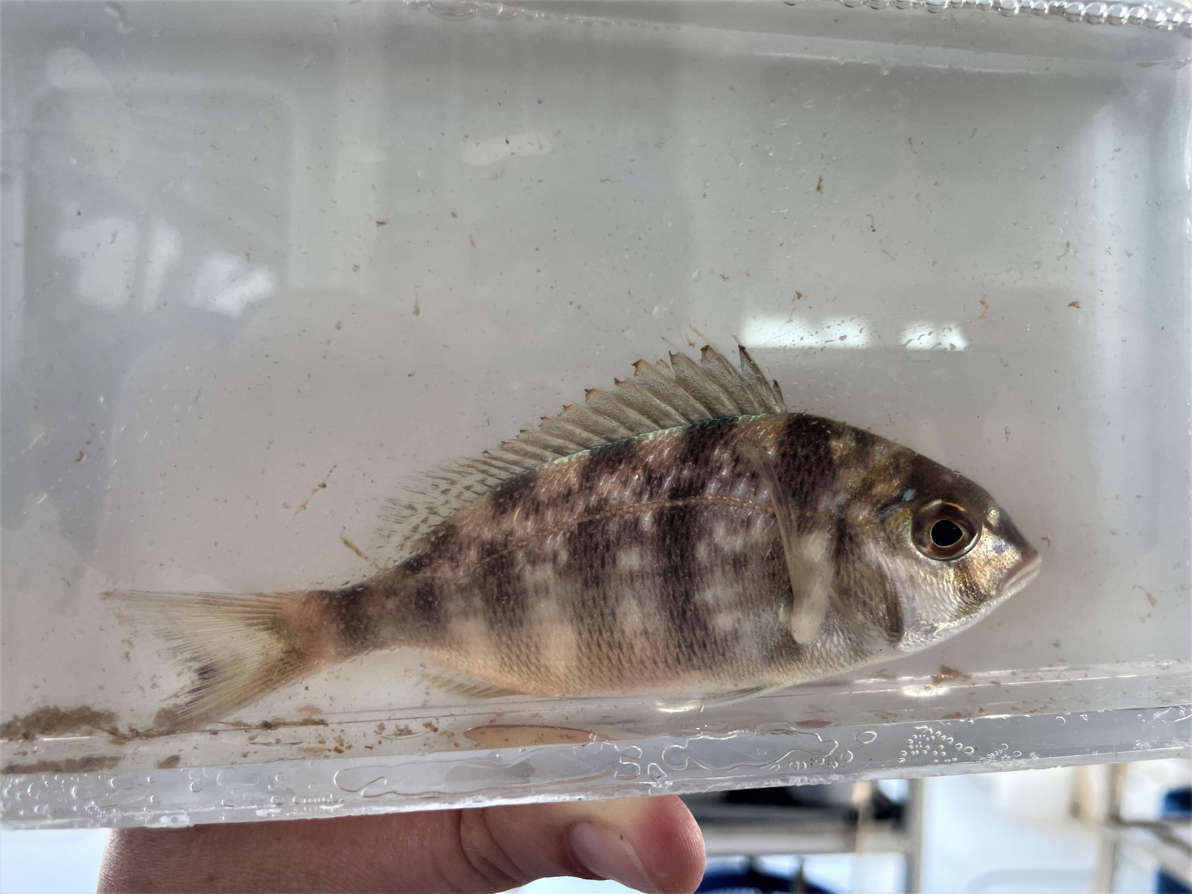 A juvenile Scup caught on the Juvenile Finfish Trawl Survey