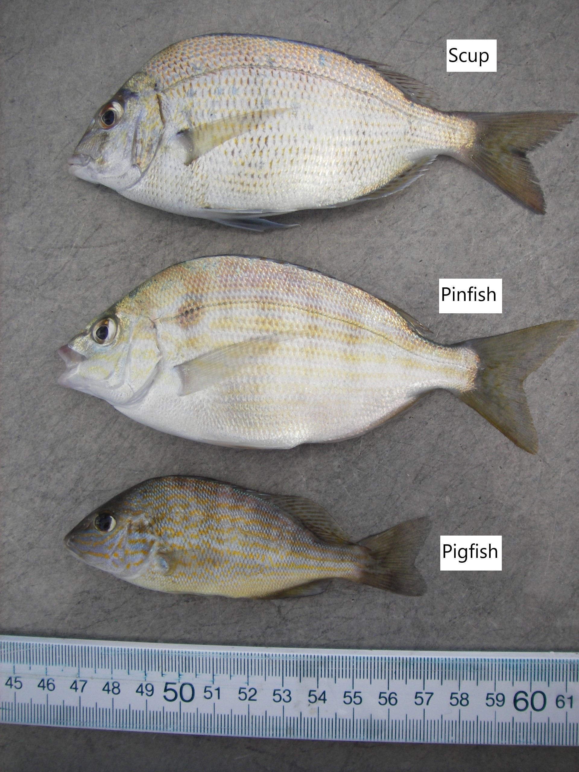 Scup, Pinfish, and Pigfish specimens laid on the sorting table for visual comparison