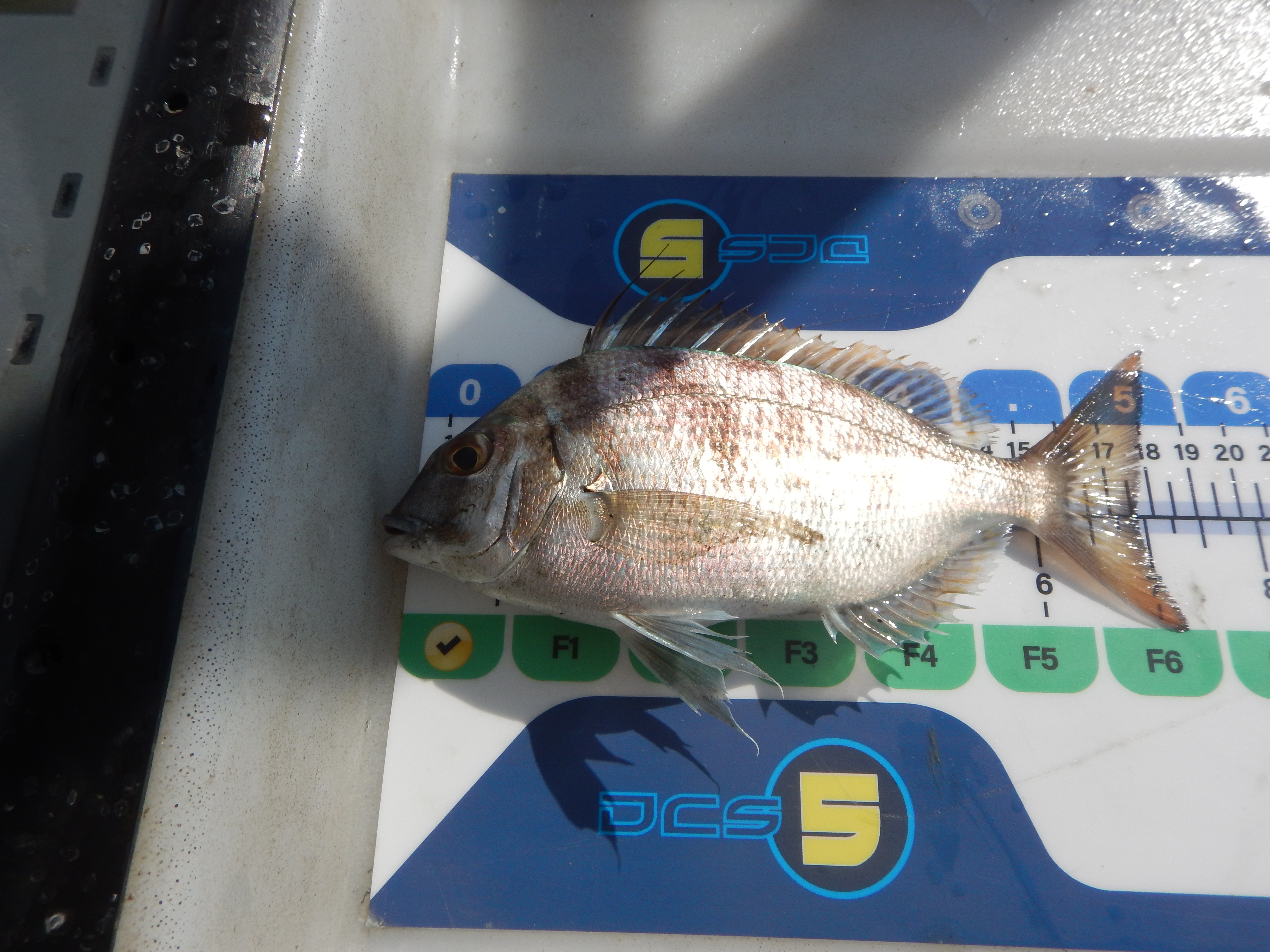 A Scup specimen caught on the Juvenile Finfish Trawl Survey, laid on a measuring board