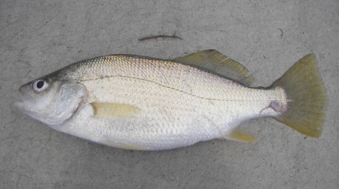 A Silver Perch specimen caught on the Juvenile Finfish Trawl Survey, laid on the sorting table