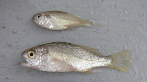 Two juvenile Silver Perch laid on the sorting table for visual comparison