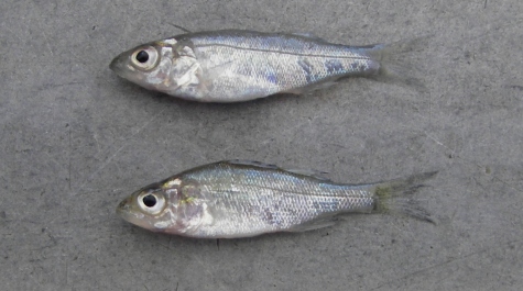 Juvenile Striped Bass and White Perch specimens laid on the sorting table, for visual comparison