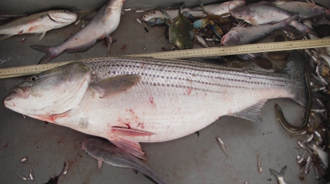 An adult Striped Bass caught on the Juvenile Finfish Trawl Survey