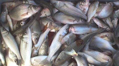 Pile of Striped Bass