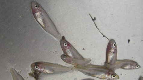 Larval Striped Bass on the sorting table