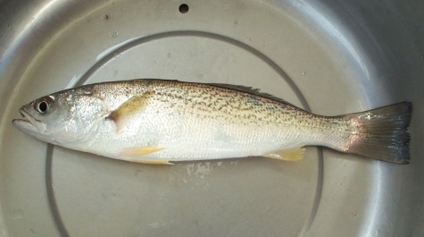 A Weakfish specimen caught on the Juvenile Finfish Trawl Survey