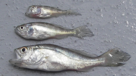 Three sizes of Weakfish laid next to each other on the sorting table, for visual comparison