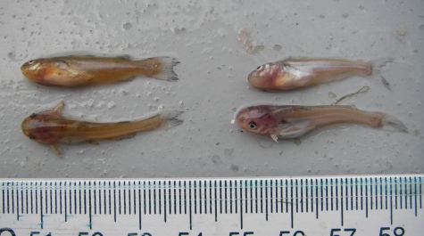 Juvenile White Catfish and Blue Catfish laid next to each other on the sorting table, for visual comparison