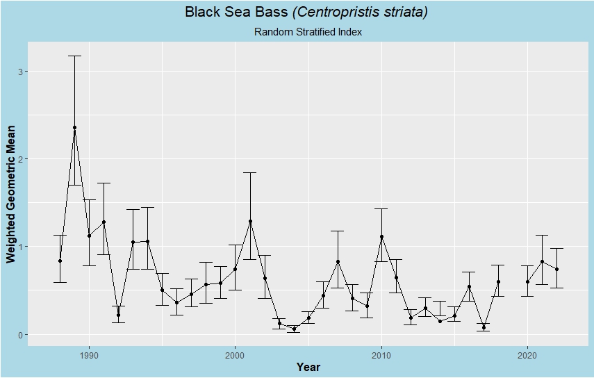 Black Sea Bass index of abundance figure. The graph shows Black Sea Bass annual indices of abundance from all sampling stations from 1988 to 2023.