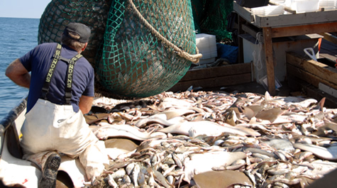 Boat deck covered with fish with boat captain kneeling in front of a full bottom trawl