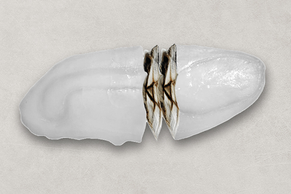 Otolith