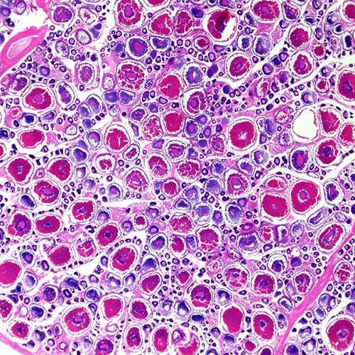 Histology