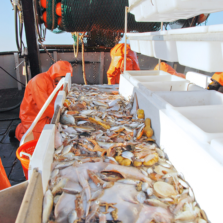 sorting table full of fish on a vessel