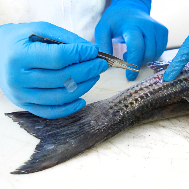 scientists gloved hands extracting striped bass scales