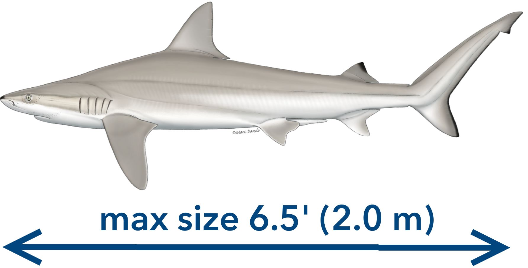 The blacknose shark Carcharhinus acronotus.
