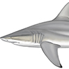 blacktip shark