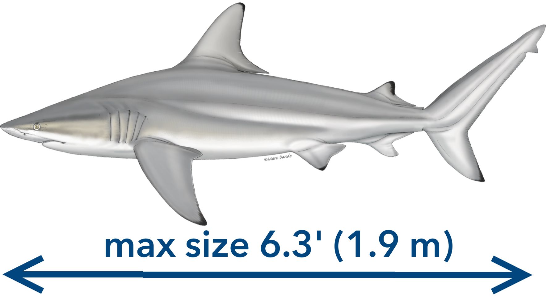 The blacktip shark Carcharhinus limbatus.