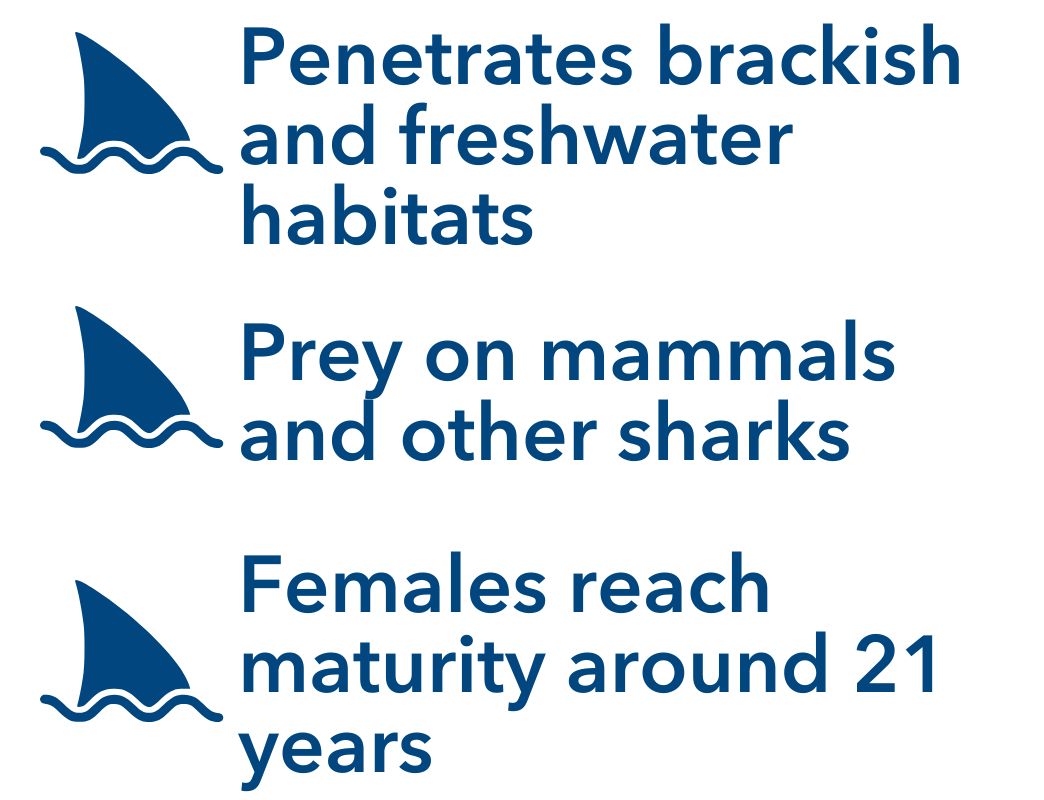 Penetrates brackish and freshwater habitats, Known to prey on mammals and other sharks, Females reach maturity 21 years