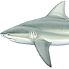 bull shark