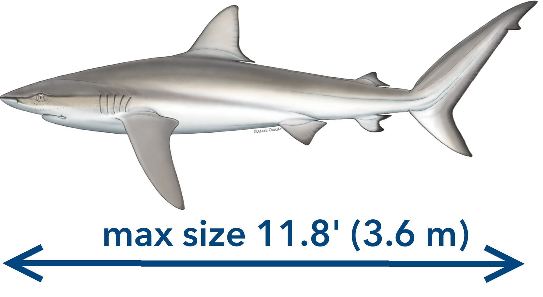 A dusky shark.