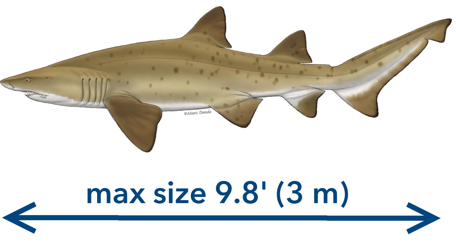 Sand Tiger Shark