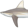 sandbar shark