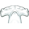 scalloped hammerhead