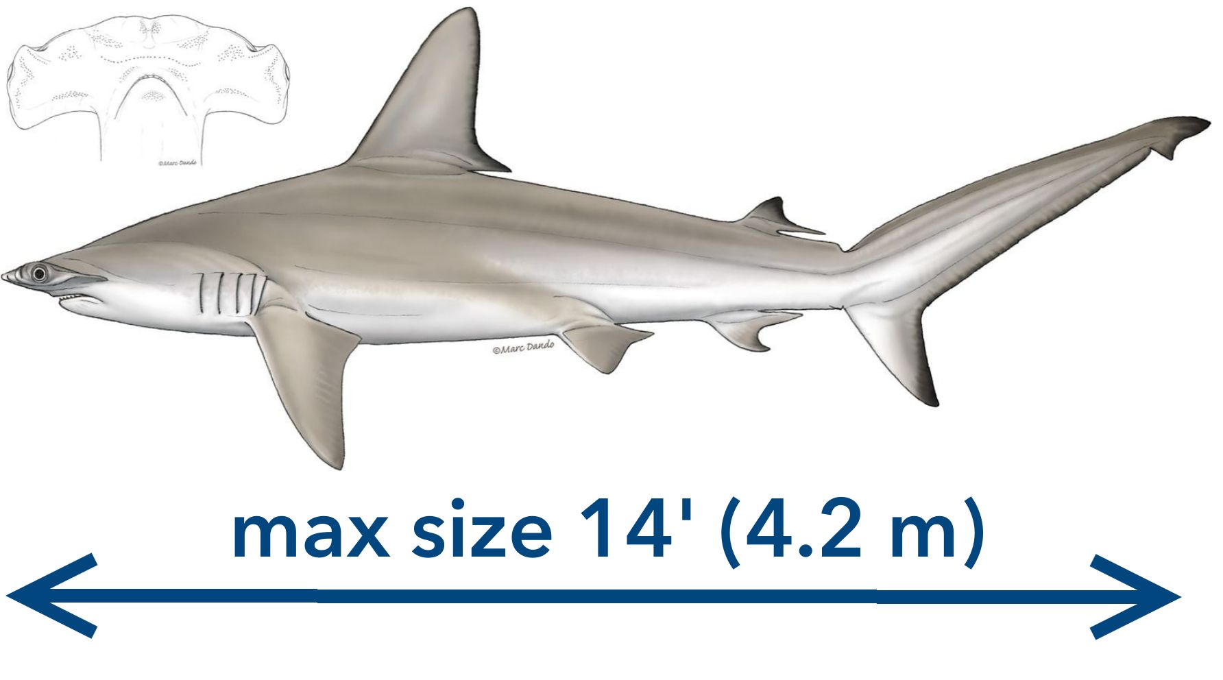 A scalloped hammerhead shark.