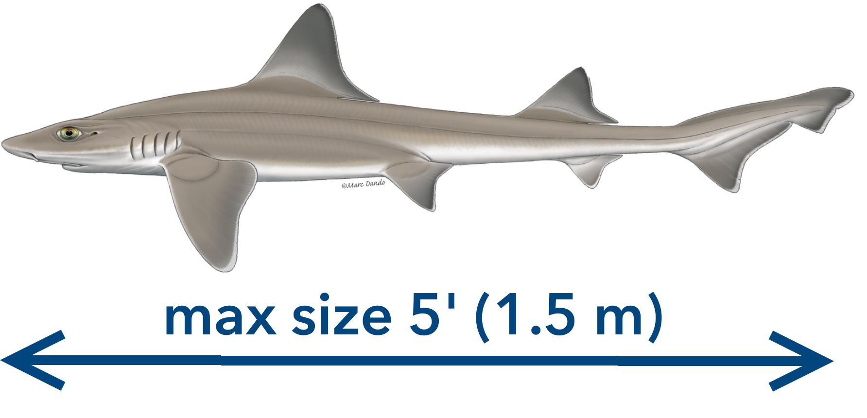Smooth Dogfish