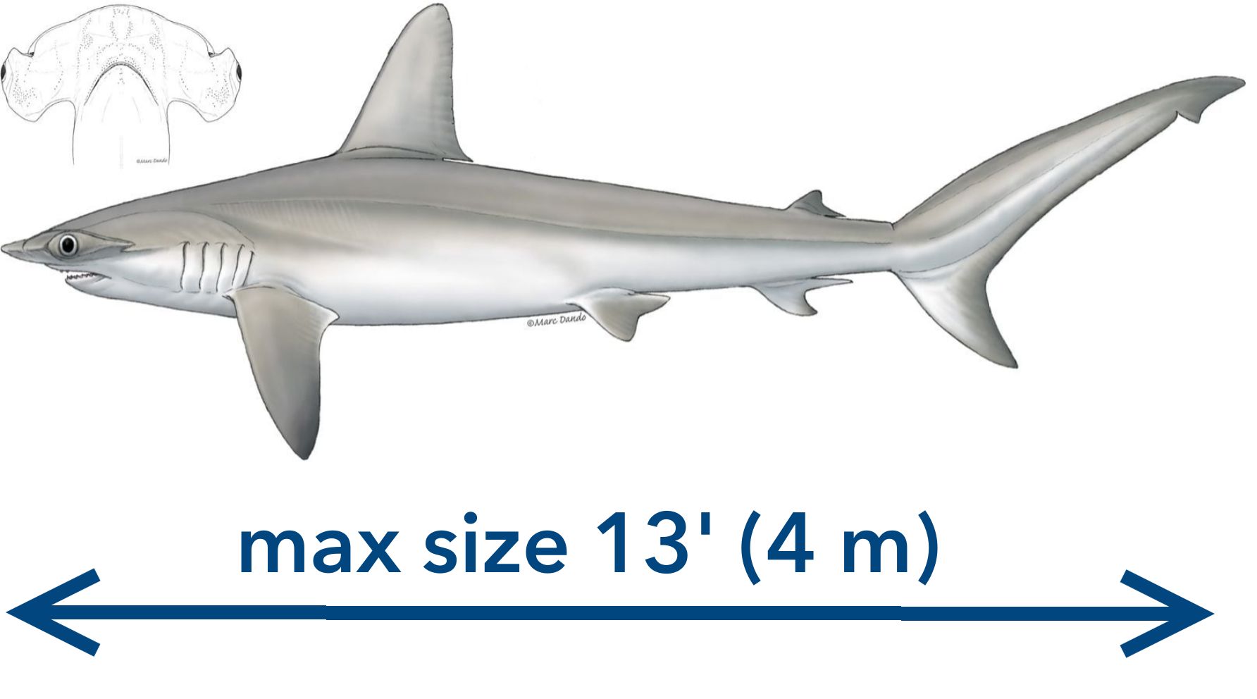 Smooth hammerhead sharks are uncommon in Virginia waters.