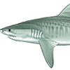 tiger shark