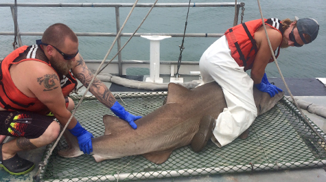 scientists processing a large sand tiger shark on board a vessel