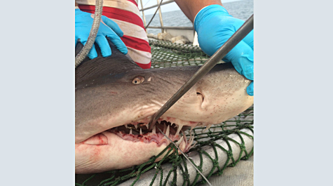 preparing to removed a longline hook from a shark's mouth onboard a vessel