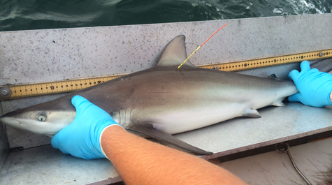 measuring a juvenile shark with tag applied