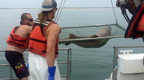 scientists retrieving a sand tiger shark on a mesh gurney aboard a vessel