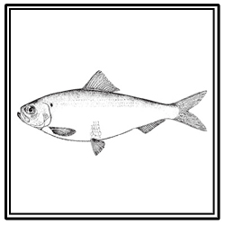 alewife