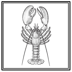American lobster