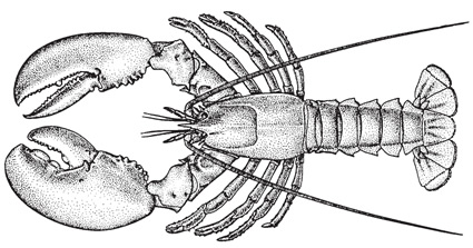 lobster.jpg
