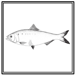American shad