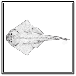 Atlantic angel shark