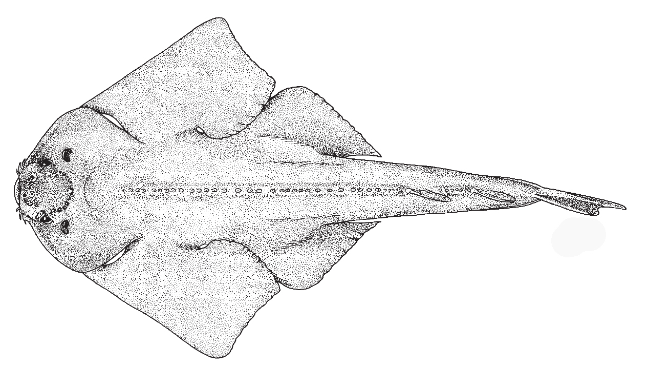 atlantic_angel_shark1.jpg