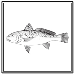 Atlantic croaker