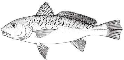 croaker.jpg